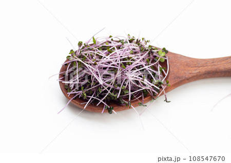 Organic red cabbage sprouts on white background. Organic red cabbage sprouts on white background. 108547670