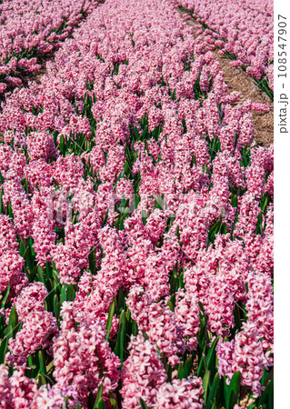 Huge Pink Aromatic Field of Blooming Hyacinths in Bright Day. Captivating Sights of Fragrance, Beauty 108547907
