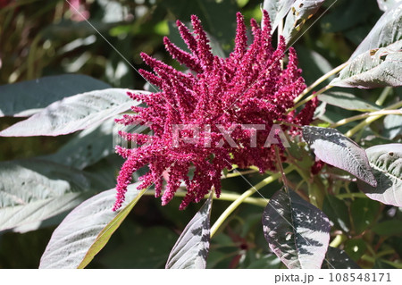 赤い大きなアマランサスという花をアップで撮影した風景 108548171