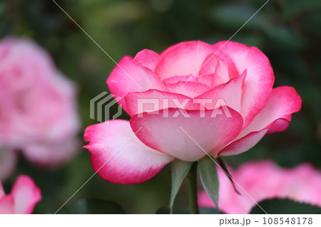 ピンクと白の花びらのニコールという薔薇の花をアップで撮影した風景 ピンクと白の花びらのニコールという薔薇の花をアップで撮影した風景 108548178