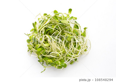 Sunflower Sprout on white background. 108548294