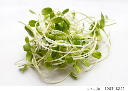 Sunflower Sprout on white background. Sunflower Sprout on white background. 108548295