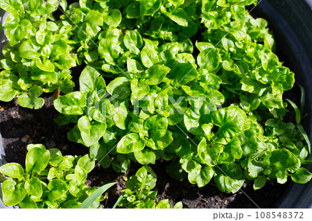 Brazilian Spinach plant in a pot 108548372