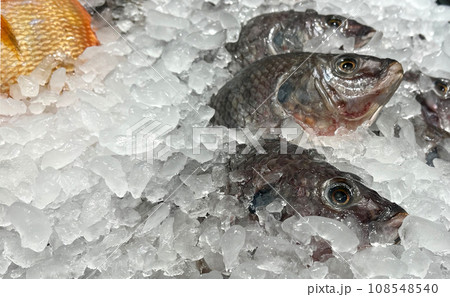 Fresh fish on ice at market Fresh fish on ice at market 108548540