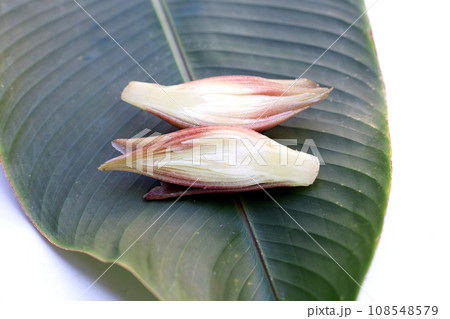 Fresh myoga on white background. Fresh myoga on white background. 108548579