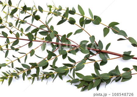 Green leaves of eucalyptus on white Green leaves of eucalyptus on white 108548726