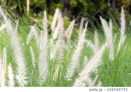 Fountain grass or pennisetum alopecuroides Fountain grass or pennisetum alopecuroides 108548735