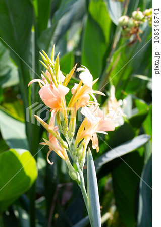 Beautiful canna flower with green leaves in the garden 108548741
