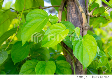 Green leaves of betel plant in the garden Green leaves of betel plant in the garden 108548762