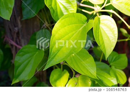 Green leaves of betel plant in the garden Green leaves of betel plant in the garden 108548763