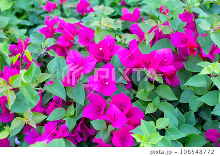 Beautiful bougainvillea flowers with green leaves Beautiful bougainvillea flowers with green leaves 108548772