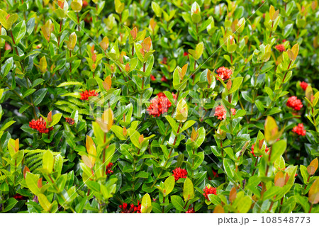 Ixora flower in the garden 108548773