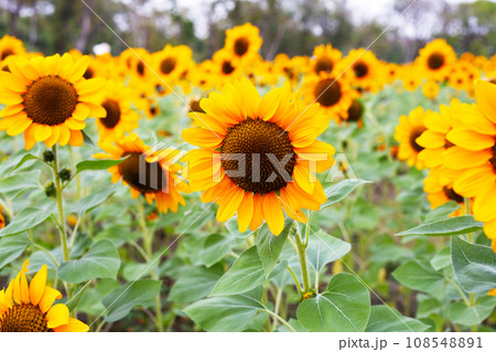 Sunflower field, Beautiful summer landscape. Sunflower field, Beautiful summer landscape. 108548891