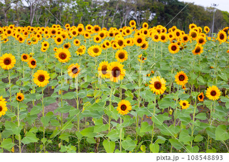 Sunflower field, Beautiful summer landscape. Sunflower field, Beautiful summer landscape. 108548893