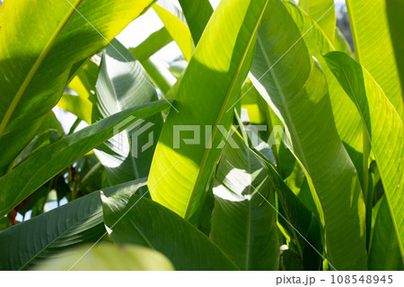 Green leaves of heliconia guadalupe plant Green leaves of heliconia guadalupe plant 108548945