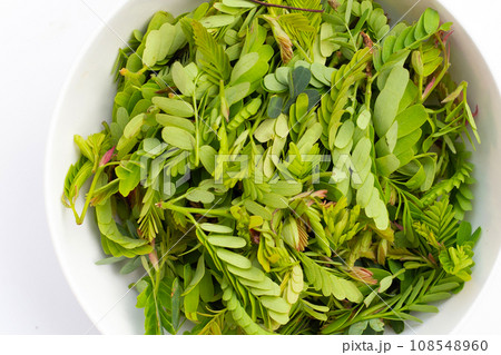 Young tamarind leaves on white background. 108548960