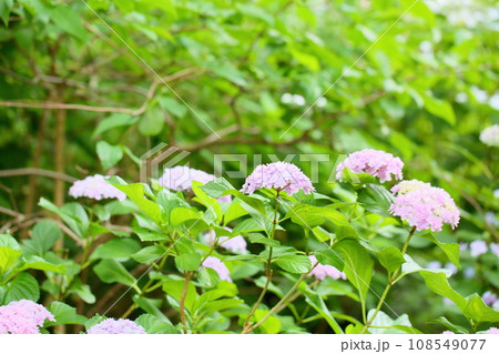 アジサイの花 てまりてまり アジサイの花 てまりてまり 108549077