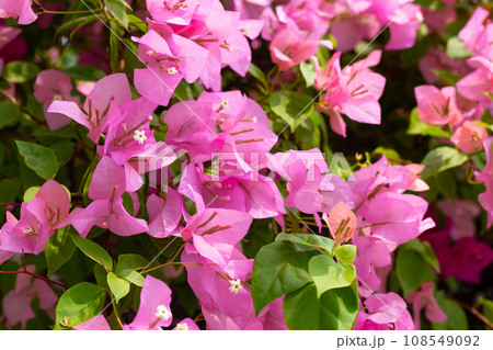 Beautiful bougainvillea flowers with green leaves Beautiful bougainvillea flowers with green leaves 108549092