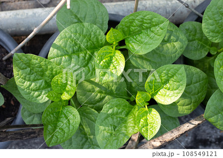 Ceylon spinach or basella rubra linn 108549121
