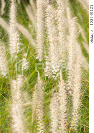 Fountain grass or pennisetum alopecuroides Fountain grass or pennisetum alopecuroides 108549125