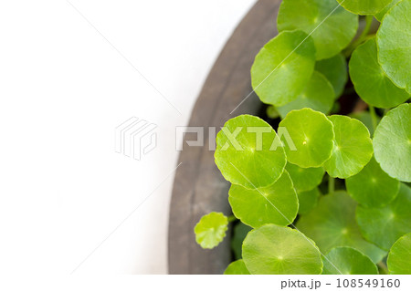 Fresh green centella asiatica plant 108549160