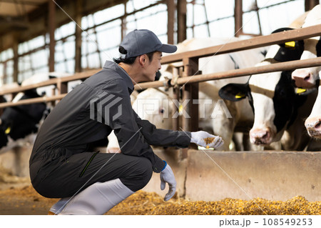 牛を飼育する酪農家 牛を飼育する酪農家 108549253