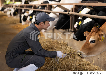 牛を飼育する酪農家 牛を飼育する酪農家 108549270