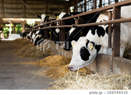 ビール粕を食べる牛舎の牛 ビール粕を食べる牛舎の牛 108549310