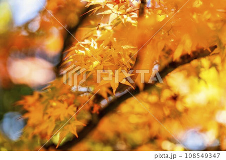 秋の国営みちのく杜の湖畔公園 鮮やかなもみじ 宮城県川崎町 秋の国営みちのく杜の湖畔公園 鮮やかなもみじ 宮城県川崎町 108549347