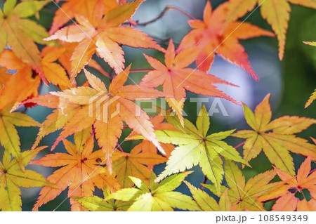 秋の国営みちのく杜の湖畔公園 鮮やかなもみじ 宮城県川崎町 秋の国営みちのく杜の湖畔公園 鮮やかなもみじ 宮城県川崎町 108549349
