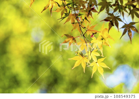 秋の国営みちのく杜の湖畔公園 もみじ 宮城県川崎町 秋の国営みちのく杜の湖畔公園 もみじ 宮城県川崎町 108549375