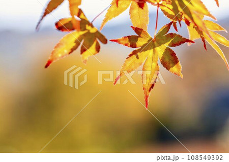 秋の国営みちのく杜の湖畔公園　鮮やかなもみじ　宮城県川崎町 108549392