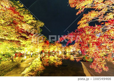 秋の日本三景松島 宮城県松島離宮 「紅葉&ライトアップ2023」 宮城県松島町 秋の日本三景松島 宮城県松島離宮 「紅葉&ライトアップ2023」 宮城県松島町 108549466
