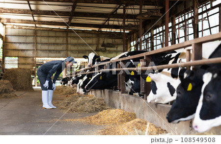 牛を飼育する酪農家 108549508