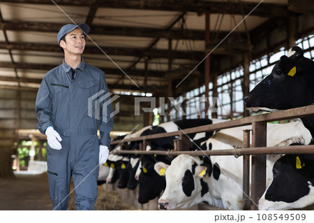 牛を飼育する酪農家 108549509