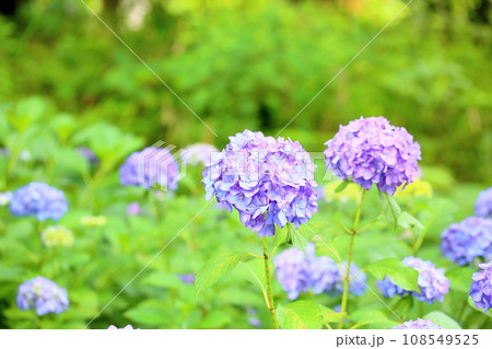 アジサイの花　モダン 108549525