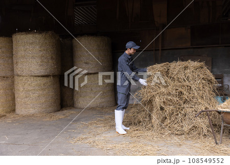 牛を飼育する酪農家 牛を飼育する酪農家 108549552