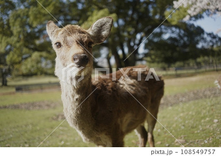 奈良公園の鹿　アップ 108549757