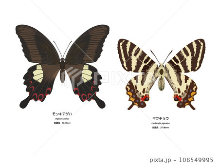モンキアゲハとギフチョウ モンキアゲハとギフチョウ 108549995