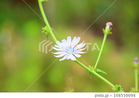 チコリの花　 108550098