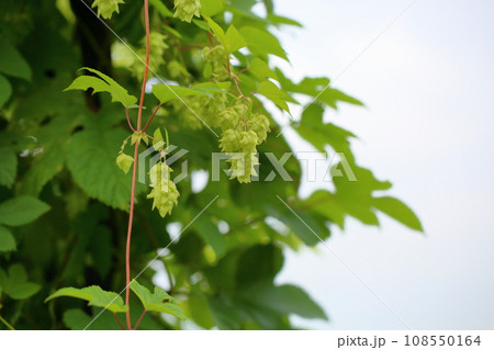 ホップの実 108550164