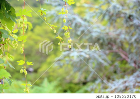 ホップの実 108550170