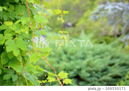 ホップの実 ホップの実 108550171