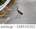 アオサギの散歩 108550302