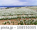 伊江島ゆり祭り 108550305