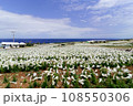 伊江島ゆり祭り 108550306