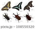 チョウとコウチュウ チョウとコウチュウ 108550320