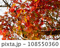 紅葉し始めたモミジの葉 108550360