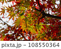 紅葉し始めたモミジの葉 108550364