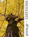 黄色くなった秋の銀杏の木 108550366